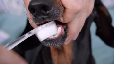 Human cleans teeth and fangs of cute dachshund dog with silicone bristled too 스톡 동영상 134696010