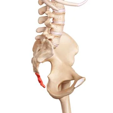 Human cocycx Stock Illustration