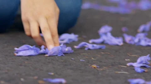 Human collects plants Jacaranda tree Girl harvest tree leaves Stock Footage 138332686
