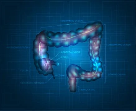 Human colon abstract blue background Stock Illustration