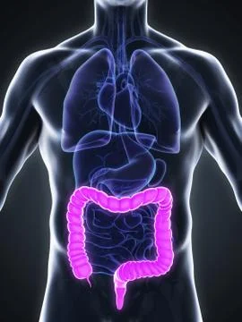Human Colon Anatomy Stock Illustration