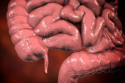 Human colon with appendix Stock Illustration