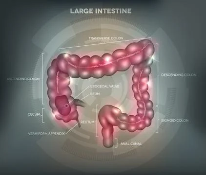 Human colon grey background Stock Illustration