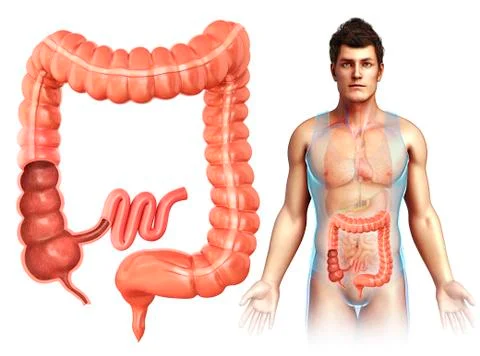 Human colon, illustration Stock Illustration