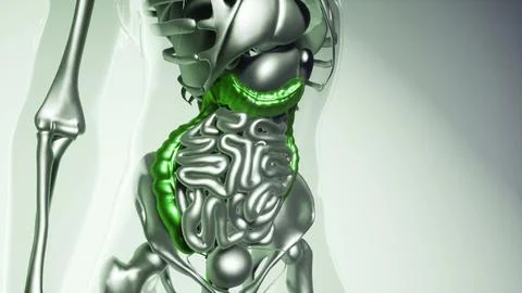 Human Colon Model with all Organs Stock Illustration