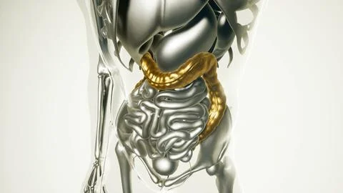 Human Colon Model with all Organs Stock Illustration