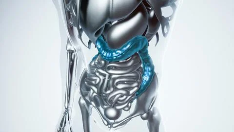Human Colon Model with all Organs Stock Illustration