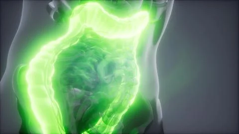 Human Colon Radiology Exam Stock Illustration