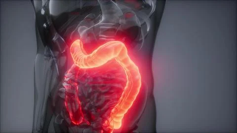 Human Colon Radiology Exam Stock Illustration