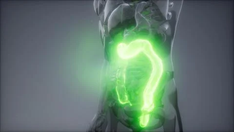 Human Colon Radiology Exam Stock Illustration