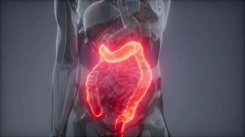 Human Colon Radiology Exam Stock Illustration
