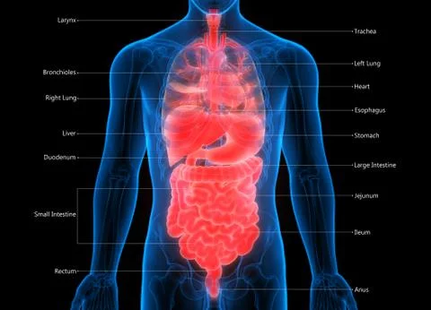 Human Complete Internal Organs Anatomy Stock Illustration