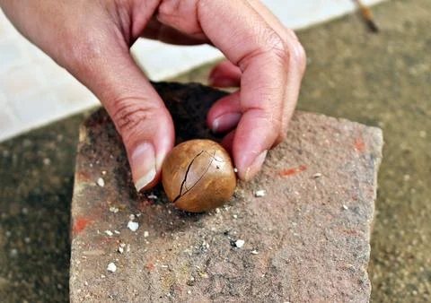 Human cracking macadamia nuts Stock Photos
