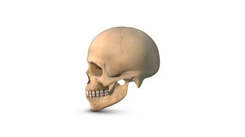 Human Cranium bone isolated on white background イラスト素材