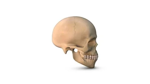 Human Cranium bone isolated on white background Illustration
