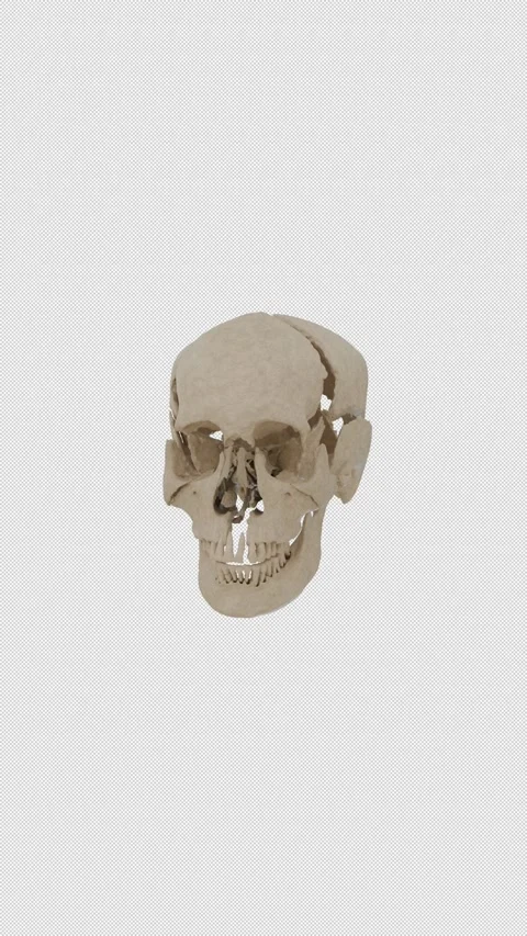 Human Cranium Disassembly Animation Stock Footage 325019974