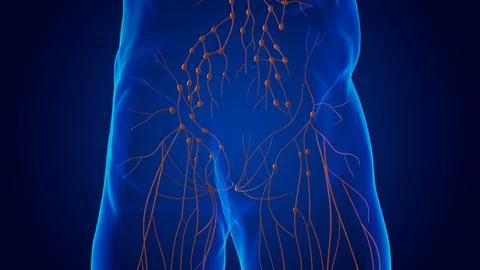 Human damage lymph nodes anatomy for medical concept 3D Stock Illustration