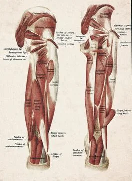Human Deep Hip And Thigh Muscles Vintage Anatomy Illustration Stock Illustration