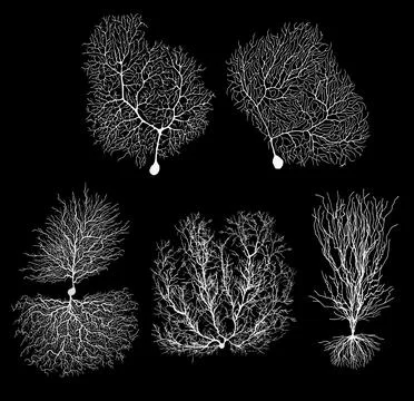 Human development biology neuron with cell on black Stock Illustration