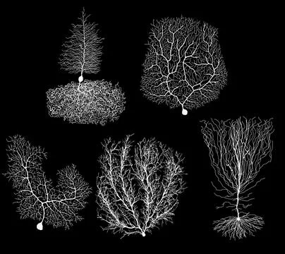 Human development biology neuron with cell on black Stock Illustration