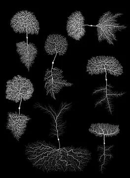 Human development biology neuron with cell on black Stock Illustration