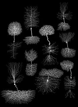 Human development biology neuron with cell on black Stock Illustration