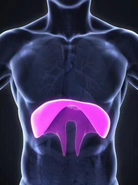 Human Diaphragm Anatomy Stock-Illustration