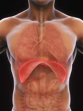 Human Diaphragm Anatomy Stock Illustration