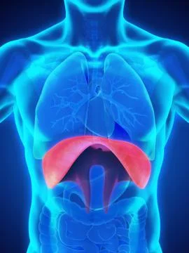Human Diaphragm Anatomy Stock Illustration