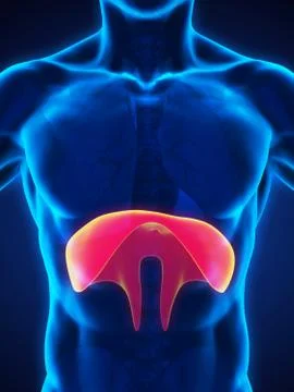 Human Diaphragm Anatomy Stock Illustration