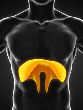 Human Diaphragm Anatomy Stock Illustration