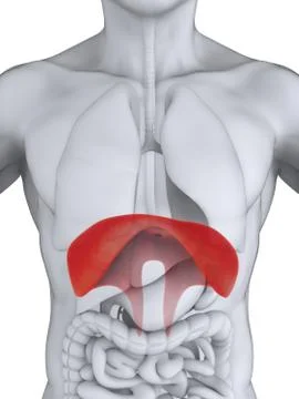 Human Diaphragm Anatomy Illustrazione stock