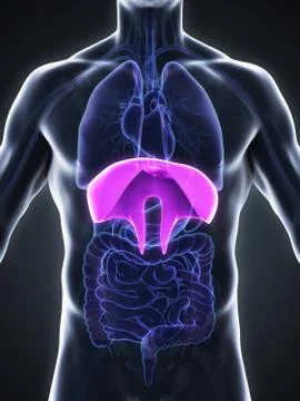 Human Diaphragm Anatomy Stock-Illustration
