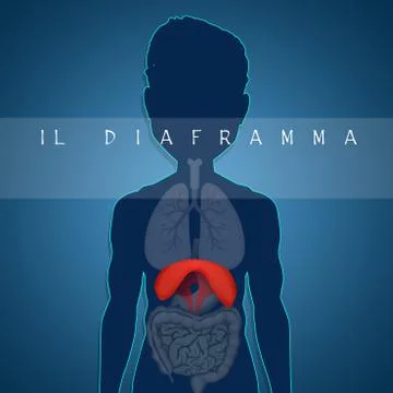 Human Diaphragm Anatomy Stock Illustration