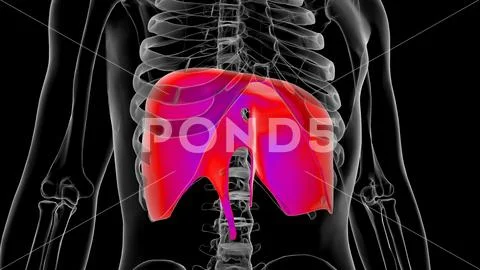 Human diaphragm anatomy for medical concept 3D rendering: Royalty Free ...