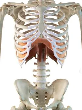 Human diaphragm, artwork Stock Illustration
