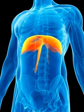 Human diaphragm, illustration Illustrazione stock