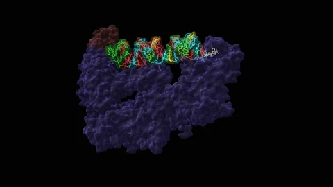 Human dicer with RISC-loading complex subunit TARBP2 and pre-miRNA substrate Stock Footage 165673549