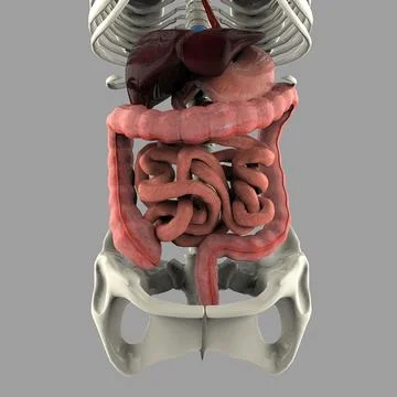 Human Digestive System ~ 3D Model #90612346 | Pond5