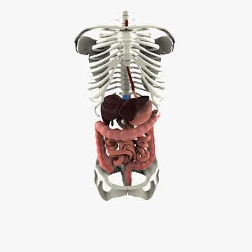Human Digestive System 3D Model