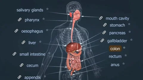 Nutrient Absorption Human Stock Video Footage | Royalty Free Nutrient ...