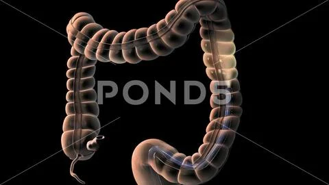 The Human Digestive System. 3D illustration of the colonoscopy ...