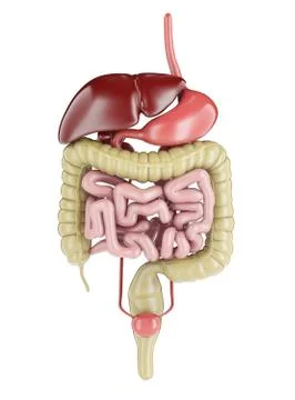 Human digestive system. 3d rendering Stock Illustration