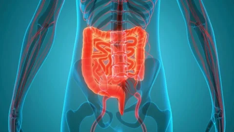 Human digestive system 3D rotation showcasing intestines and bowel Stock Footage 333484814