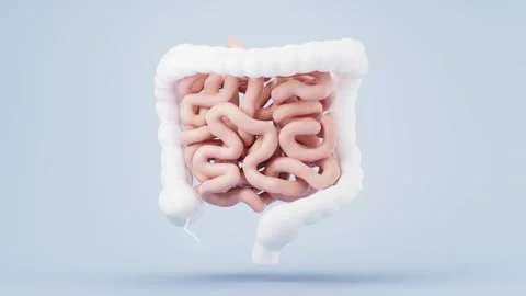 Human digestive system anatomical model showing intestines with slow motion.. Stock Footage 332151790
