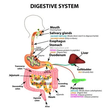The human digestive system. Anatomical structure. Digestion of carbohydrates Stock Illustration