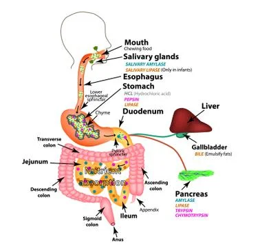 The human digestive system. Anatomical structure. Digestion of carbohydrates Illustrazione stock