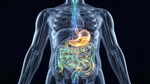 Human digestive system anatomical visualization with glowing stomach. Illustrazione stock