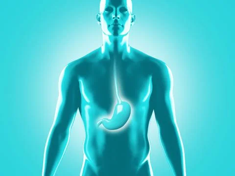 Human digestive system anatomy, 3D rendering illustration Stock Illustration