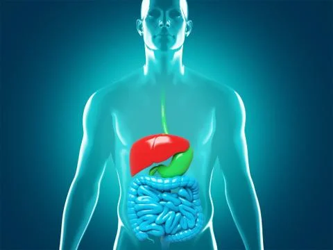 Human digestive system anatomy, 3D rendering illustration Stock Illustration